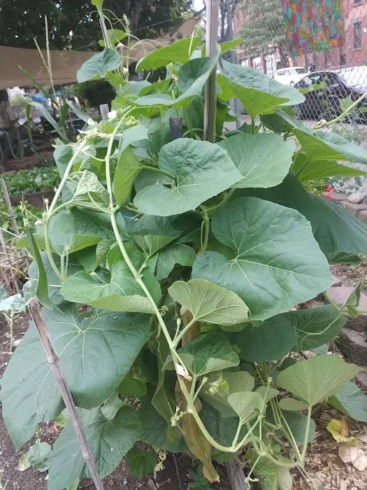 Umoja Community Garden Picture 6