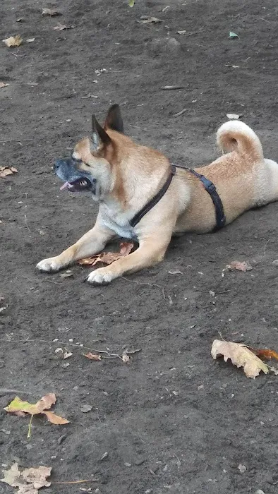 McGrowl-Lick Park Dog Run Picture 6