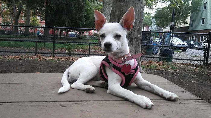 McGrowl-Lick Park Dog Run Picture 5