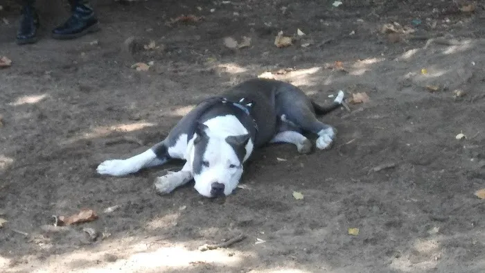 McGrowl-Lick Park Dog Run Picture 4