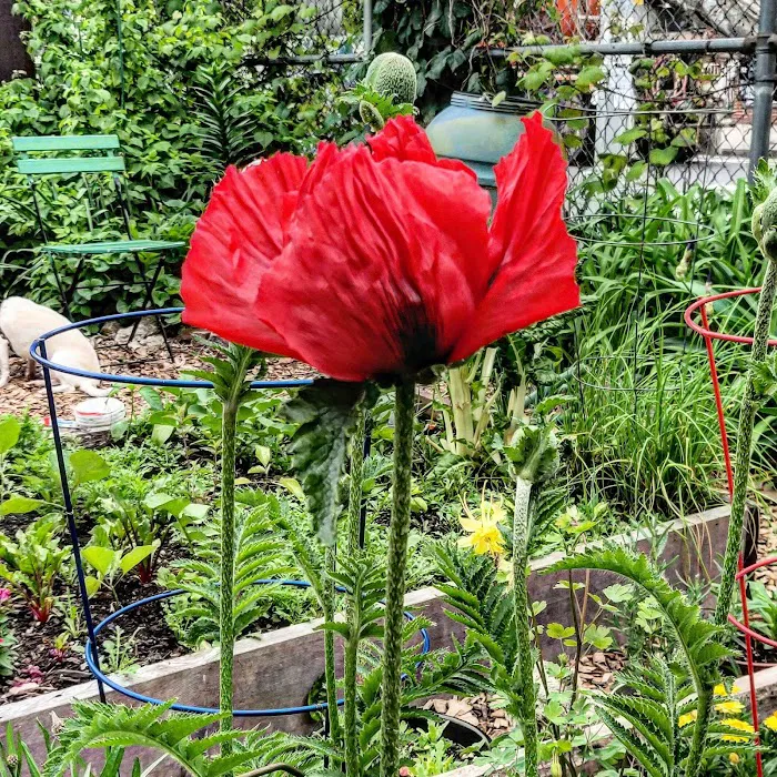 Red Shed Community Garden Picture 5