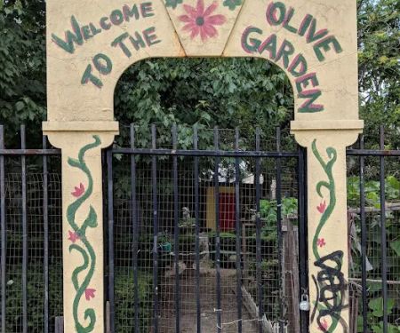 Olive Street Garden