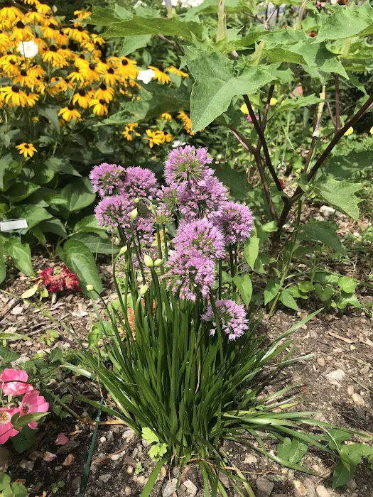 Lentol Garden Picture 5