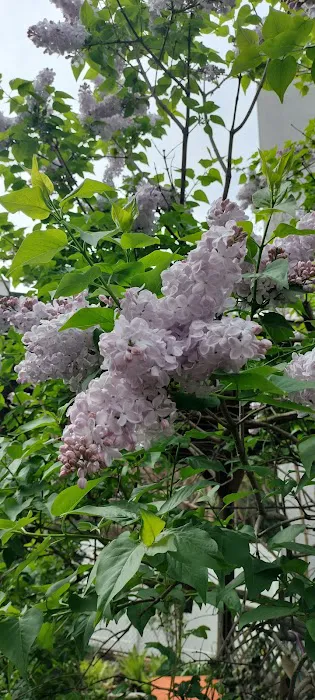 Lentol Garden Picture 4