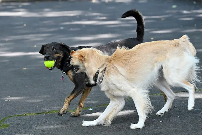 Noonan Park Dog Run Picture 2