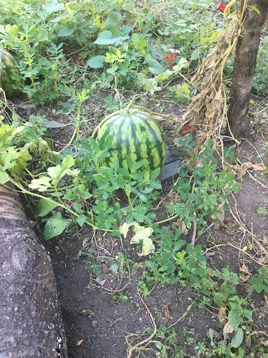 People's Garden Picture 7