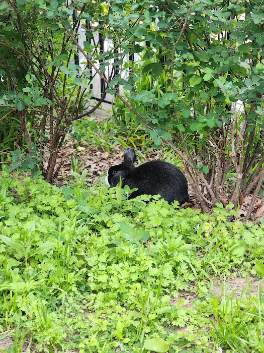 Beaver Noll Park Picture 10