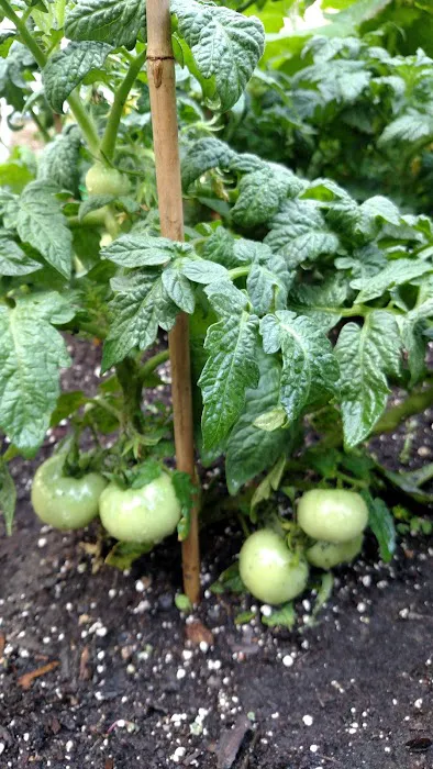 Bedford-Stuyvesant Community Garden Picture 2