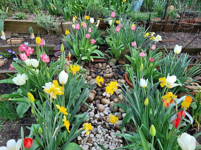 Sunnyside Community Garden Picture 4