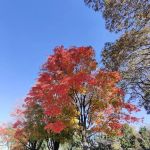 Sunnyside Gardens Park