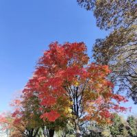 Sunnyside Gardens Park ico