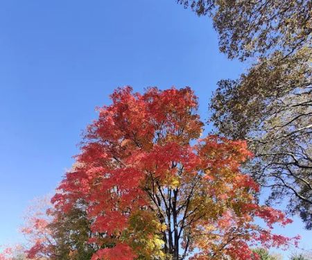 Sunnyside Gardens Park