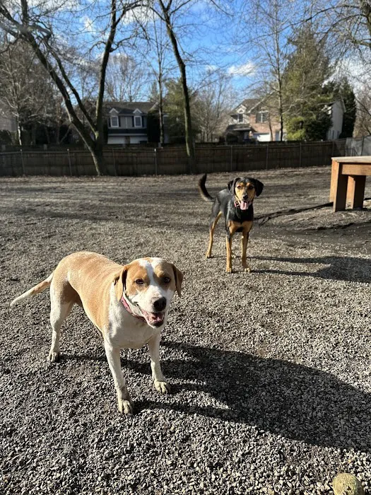 Tenafly Dog Park Picture 1