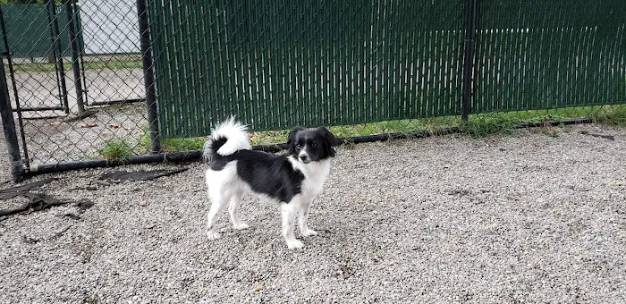 Tenafly Dog Park Picture 3