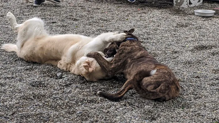 Tenafly Dog Park Picture 8