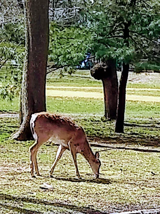 Sunnyside Park Picture 6