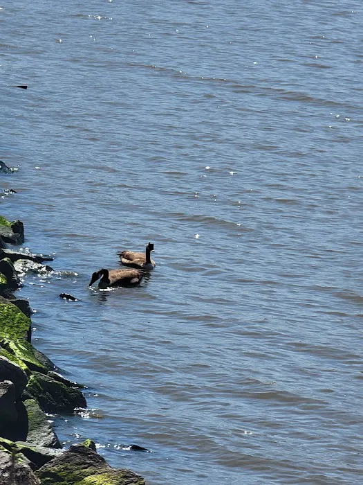 Dobbs Ferry Memorial Park Picture 8