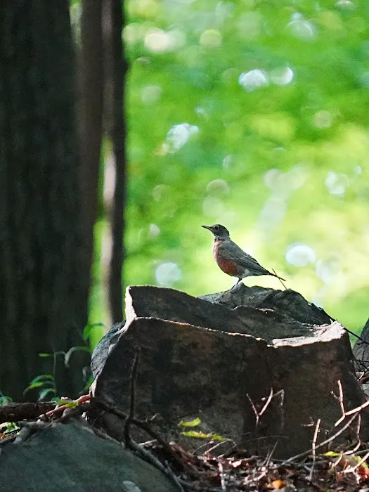Irvington Woods Picture 6
