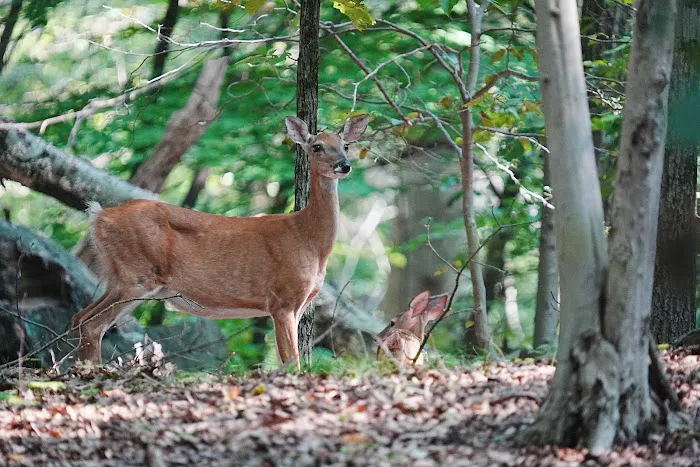 Irvington Woods Picture 7