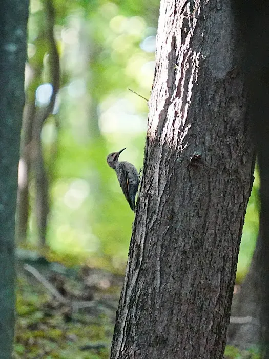 Irvington Woods Picture 9