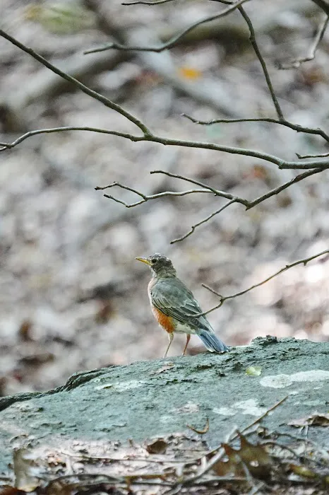 Irvington Woods Picture 3