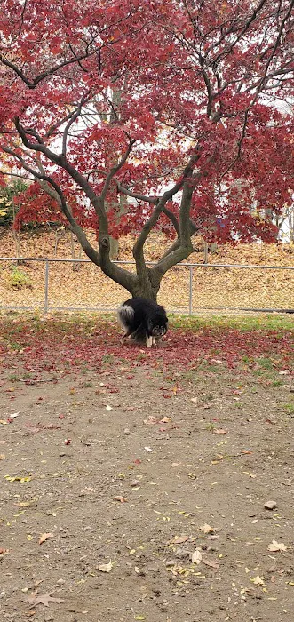 Elmsford Dog Park Picture 10