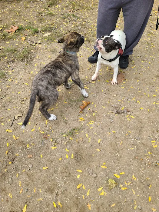 Elmsford Dog Park Picture 6