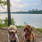 J. Hood Wright Park Dog Run