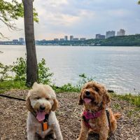 J. Hood Wright Park Dog Run ico