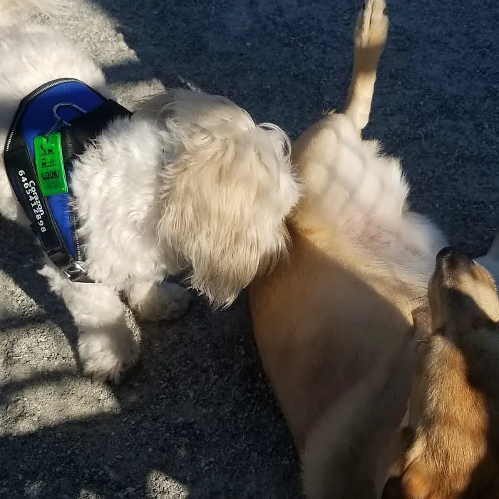 J. Hood Wright Park Dog Run Picture 9