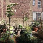 Fort Washington Green Community Garden