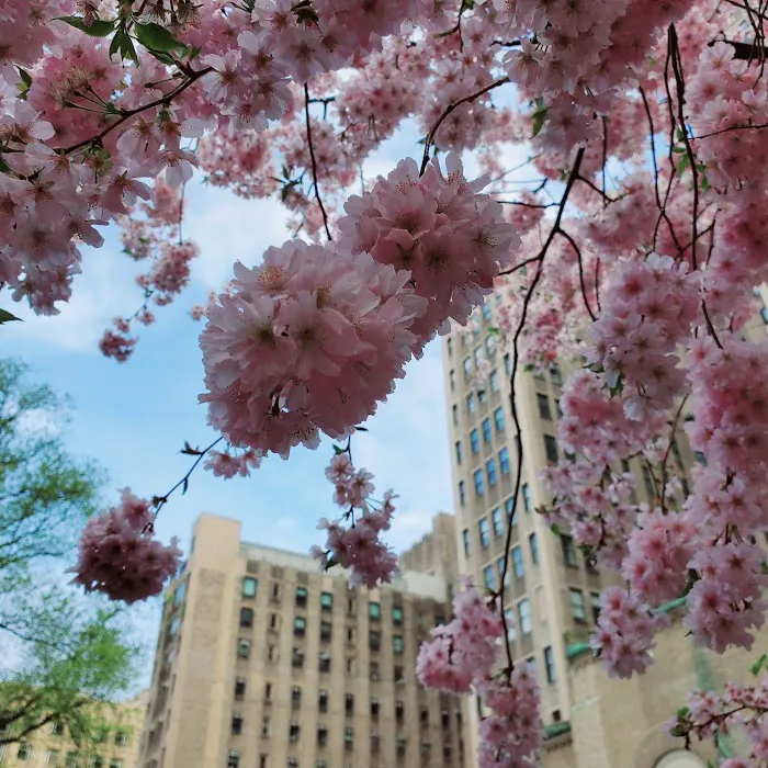 New York Presbyterian Morgan Stanley Garden Picture 8