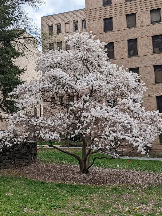 New York Presbyterian Morgan Stanley Garden Picture 2