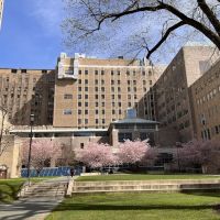 New York Presbyterian Morgan Stanley Garden ico