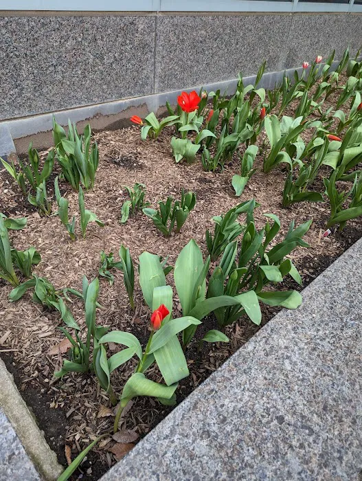 New York Presbyterian Morgan Stanley Garden Picture 5