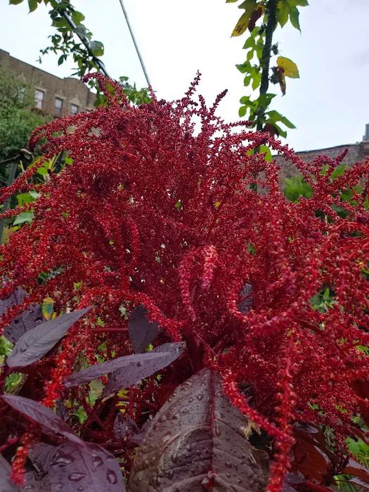 Morris-Jumel Community Garden Picture 5