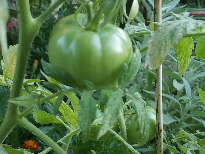 Morris-Jumel Community Garden Picture 7