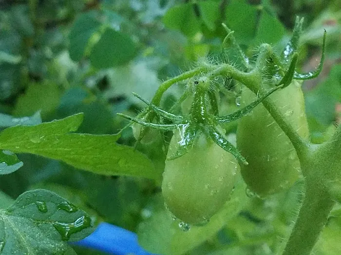 Morris-Jumel Community Garden Picture 10
