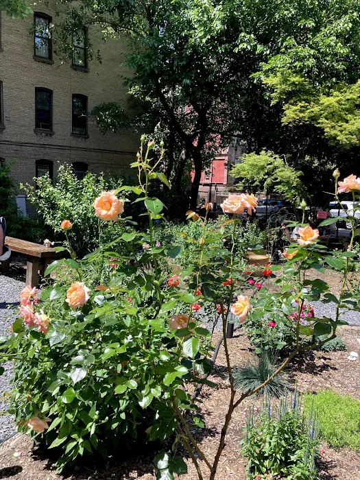 Harlem Rose Garden Picture 8