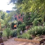 Harlem Rose Garden
