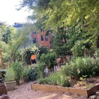 Harlem Rose Garden ico