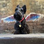 The Global Angel Wings