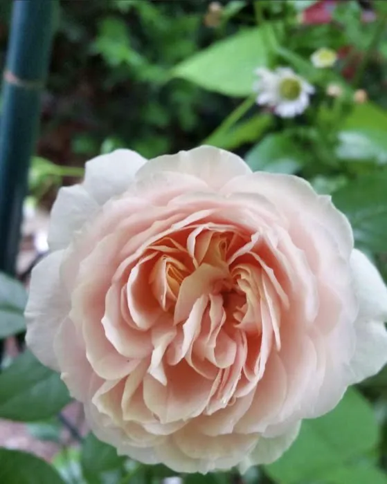 Maggie's Magic Garden Picture 2