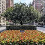 Carnegie Hill Malls