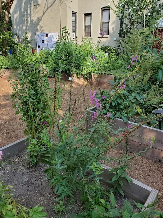 133rd Swing Street Community Garden - Central Harlem Picture 9