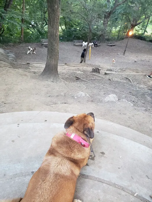St. Nicholas Park Dog Run Picture 2