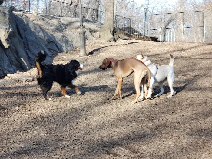 St. Nicholas Park Dog Run Picture 1