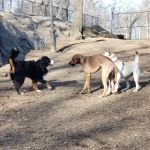 St. Nicholas Park Dog Run