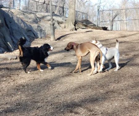 St. Nicholas Park Dog Run