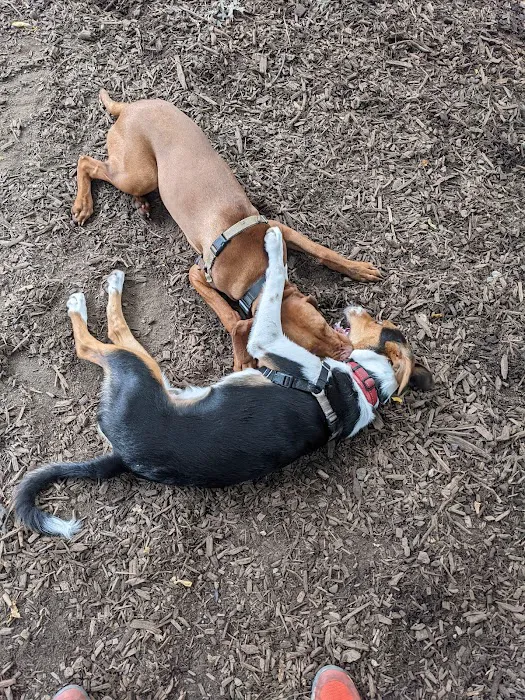 St. Nicholas Park Dog Run Picture 5
